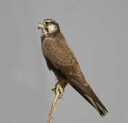 Laggar Falcon