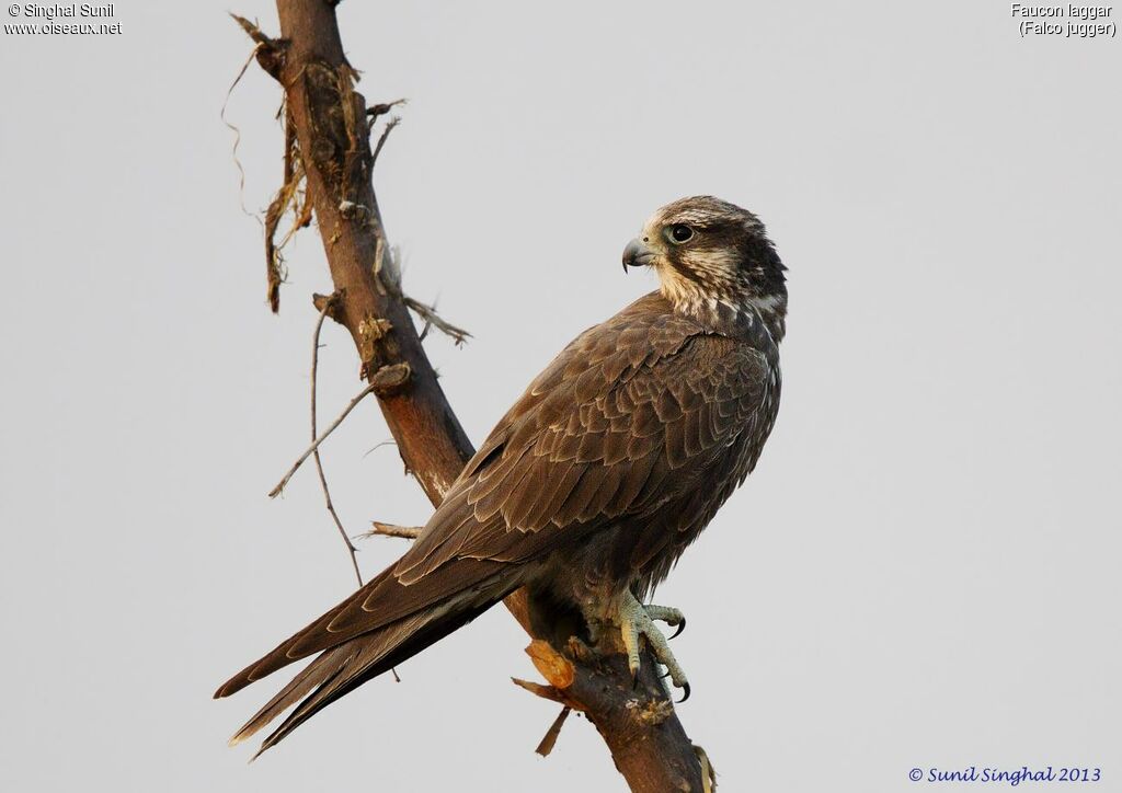 Laggar Falconadult, identification