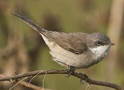 Lesser Whitethroat