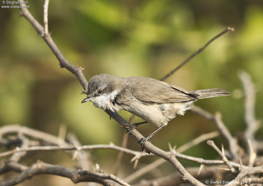 Fauvette babillarde, identification