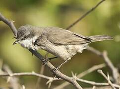 Lesser Whitethroat