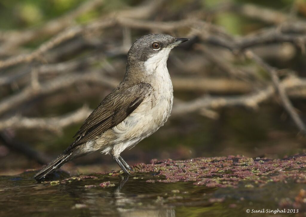 Lesser Whitethroatadult, identification, Behaviour