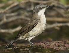 Lesser Whitethroat