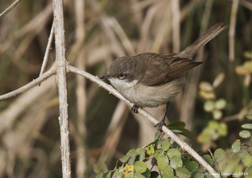 Lesser Whitethroatadult, identification