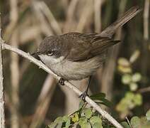 Lesser Whitethroat