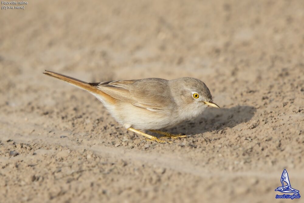 Asian Desert Warbler, close-up portrait, eats