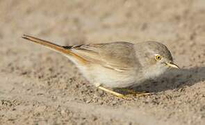 Asian Desert Warbler