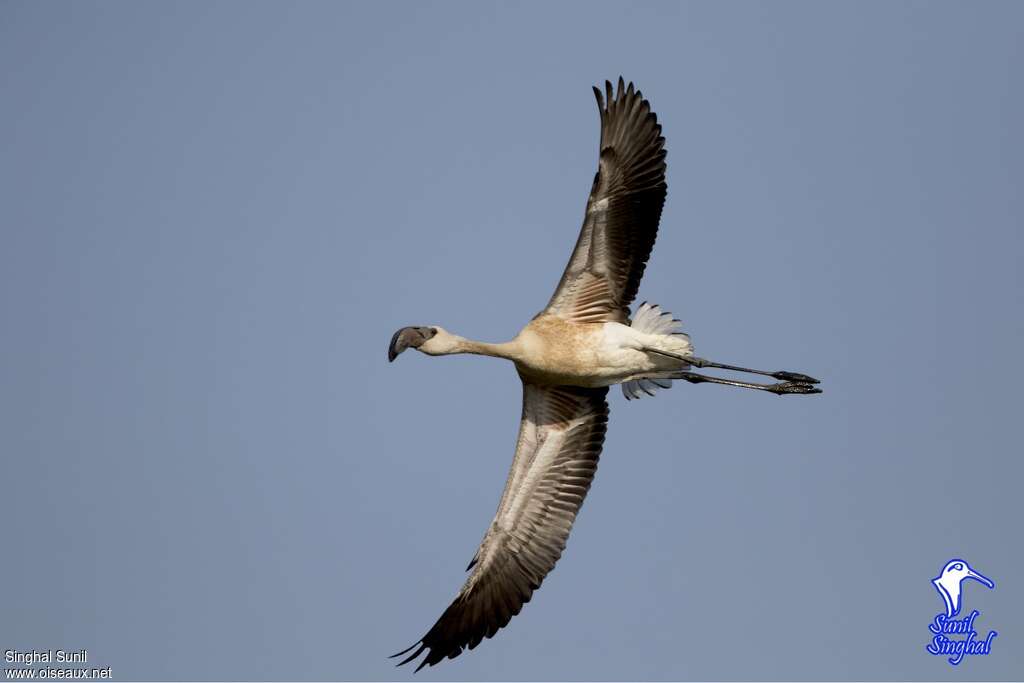 Lesser Flamingoimmature, Flight