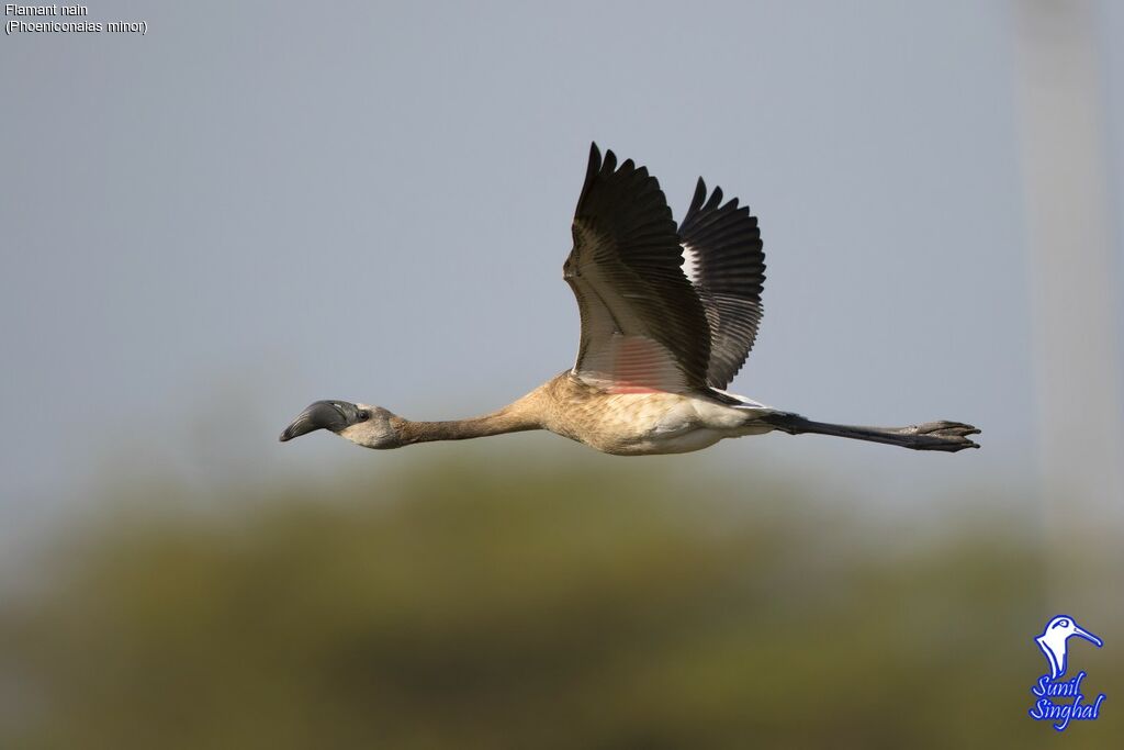 Lesser Flamingo