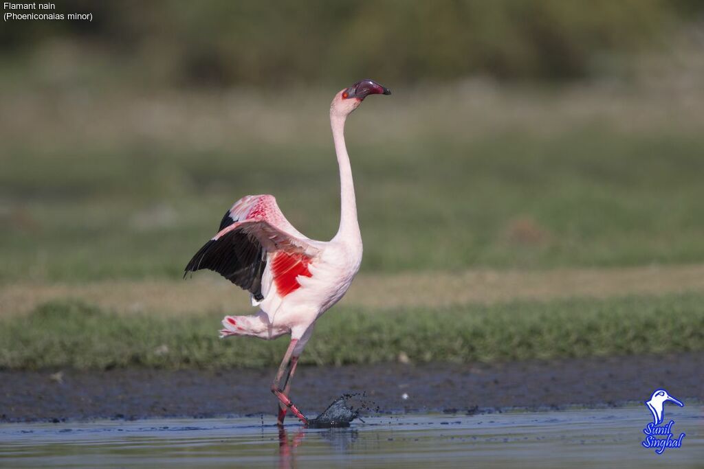 Lesser Flamingo