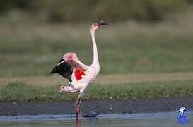 Lesser Flamingo