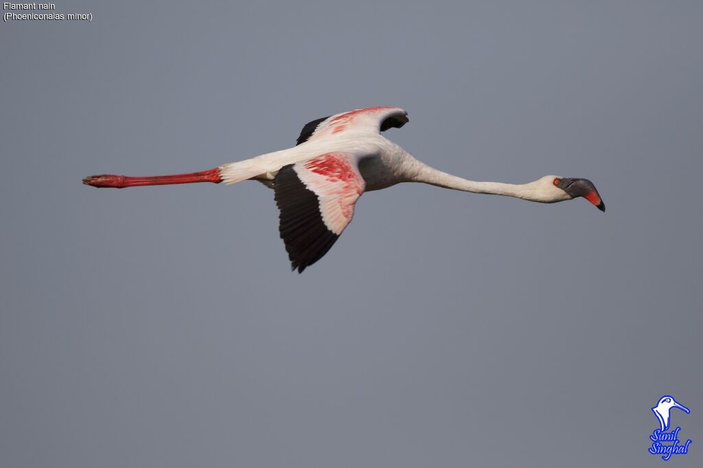 Lesser Flamingoadult, Flight