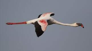 Lesser Flamingo