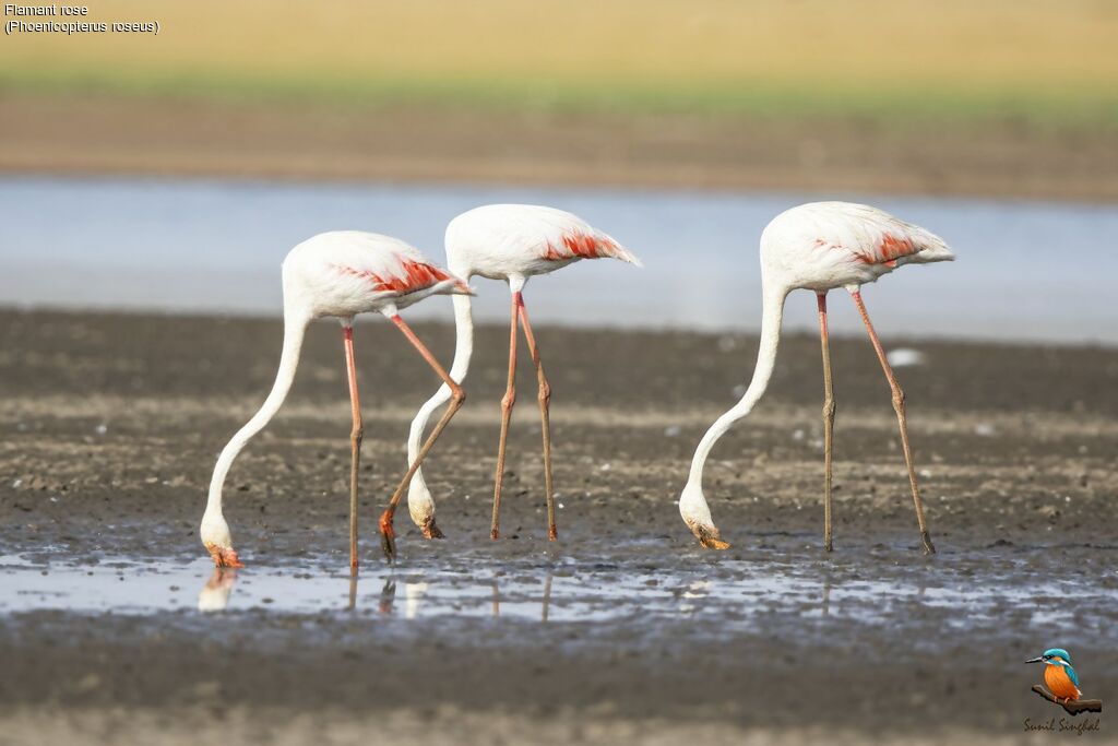 Greater Flamingoadult, eats