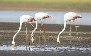 Greater Flamingo