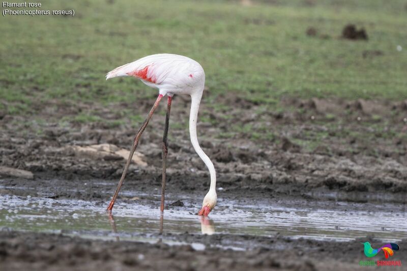 Greater Flamingoadult, eats