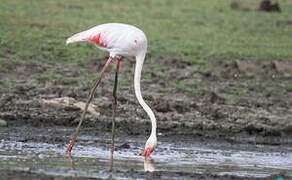 Flamant rose