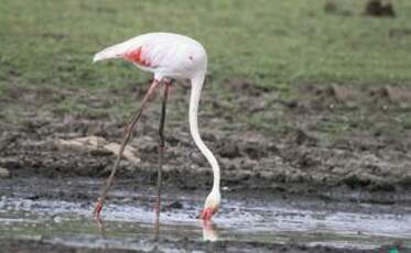 Flamant rose