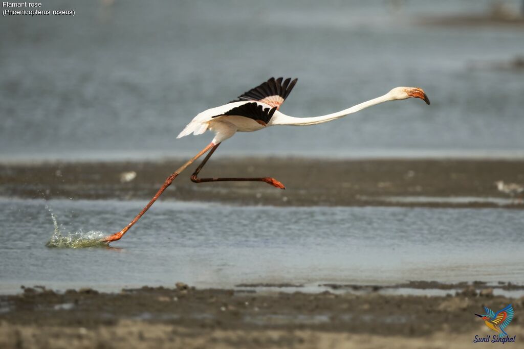 Greater Flamingoadult, Flight