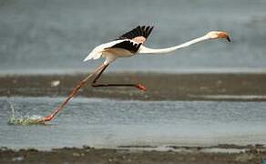 Greater Flamingo