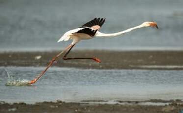 Flamant rose