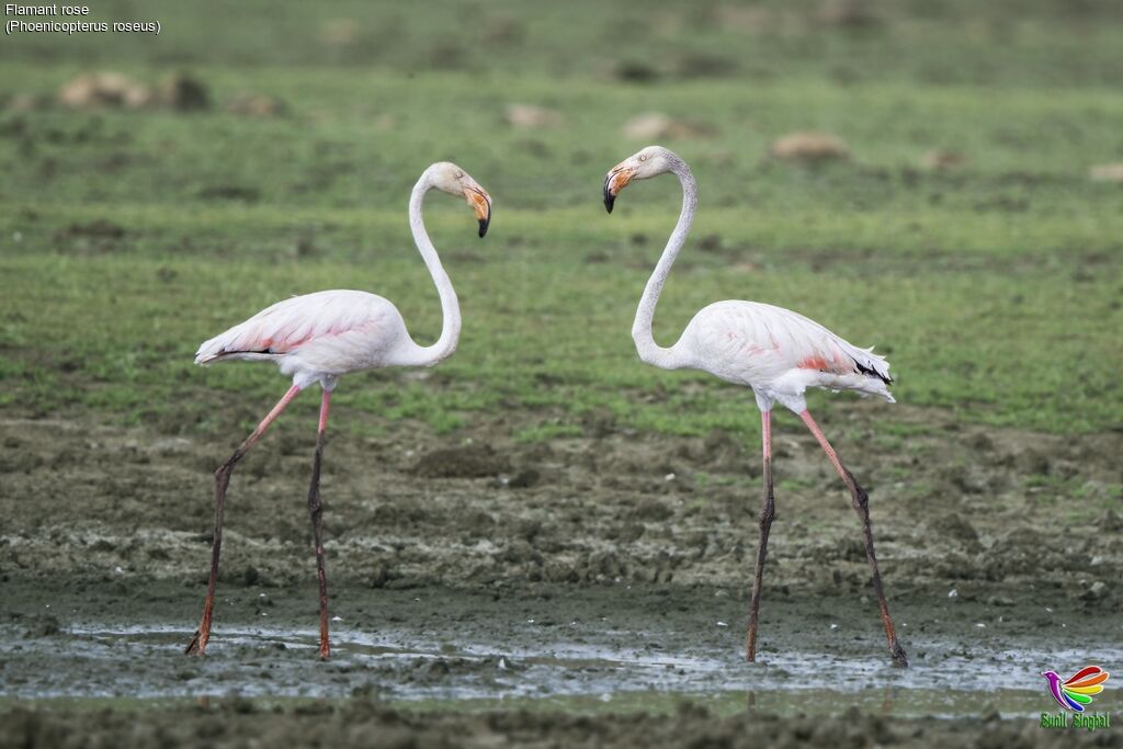 Flamant roseadulte