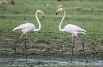 Flamant rose