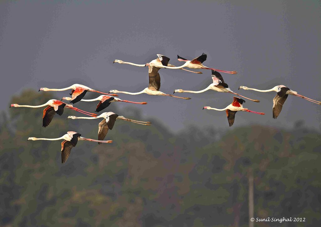 Flamant rose