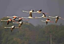 Greater Flamingo