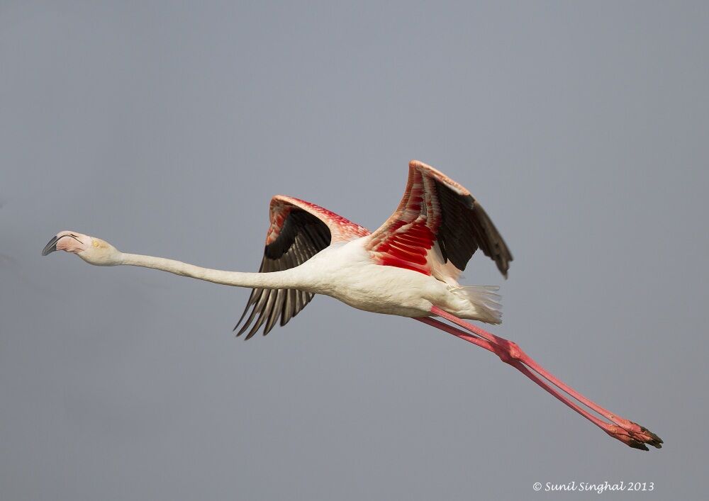 Flamant rose