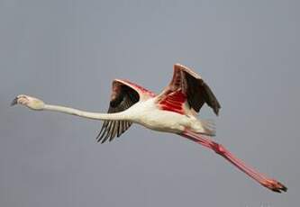 Flamant rose