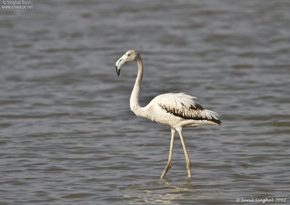 Greater Flamingoimmature, identification