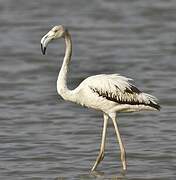 Greater Flamingo