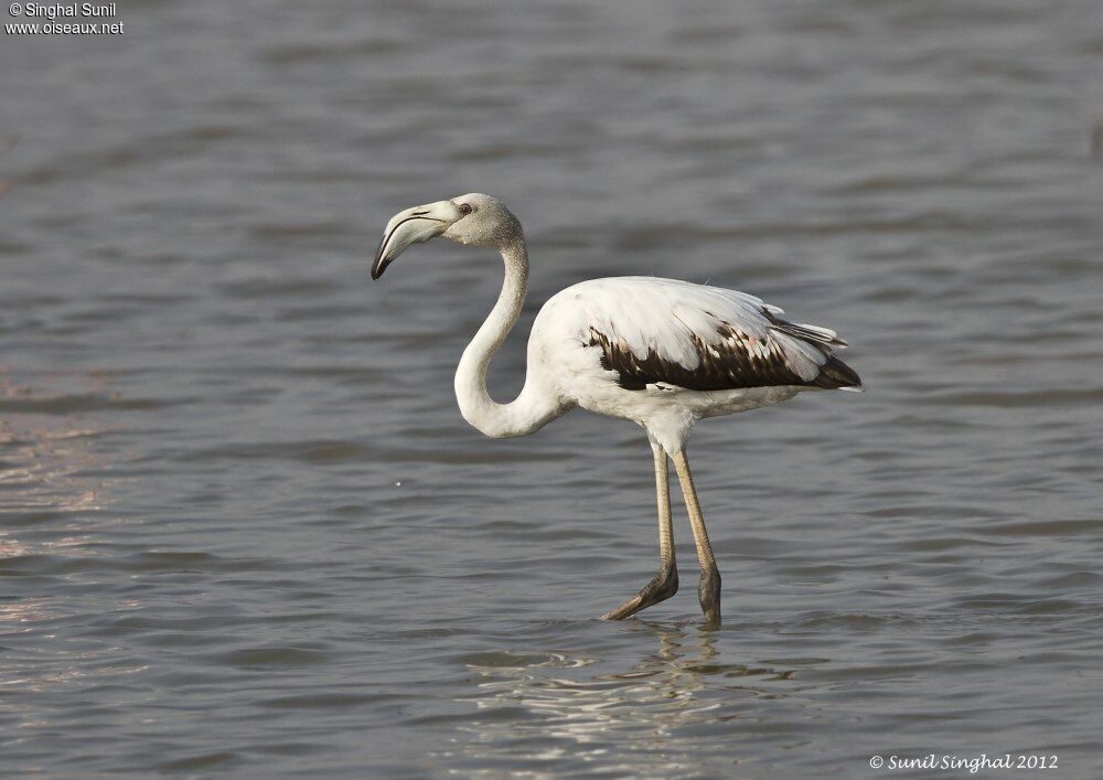 Greater Flamingojuvenile, identification