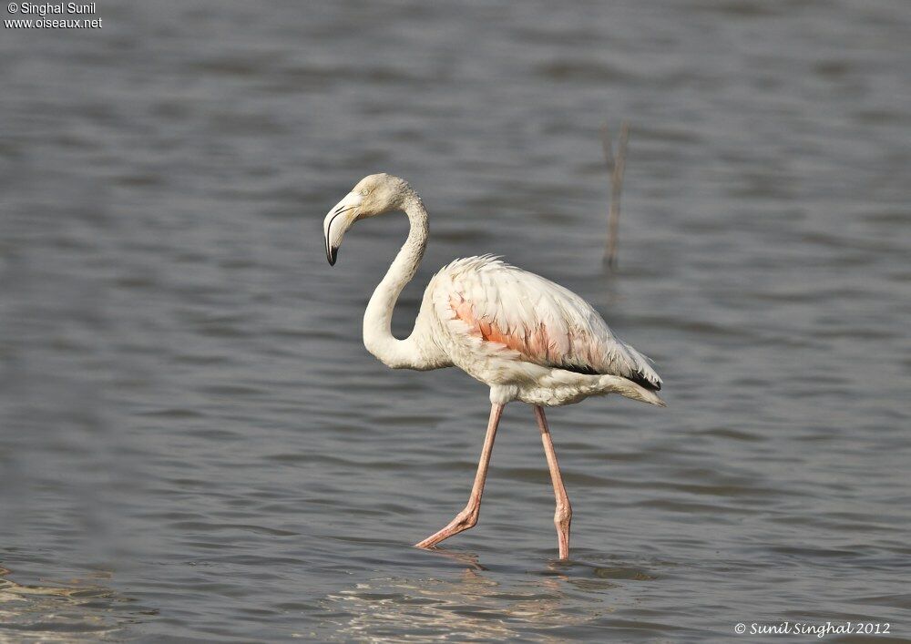 Greater Flamingosubadult, identification