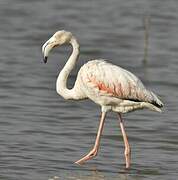 Flamant rose