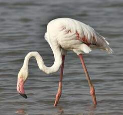 Flamant rose