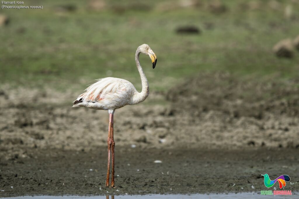 Flamant rosesubadulte