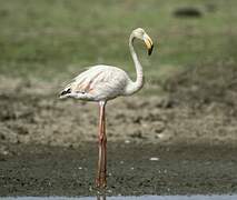 Greater Flamingo