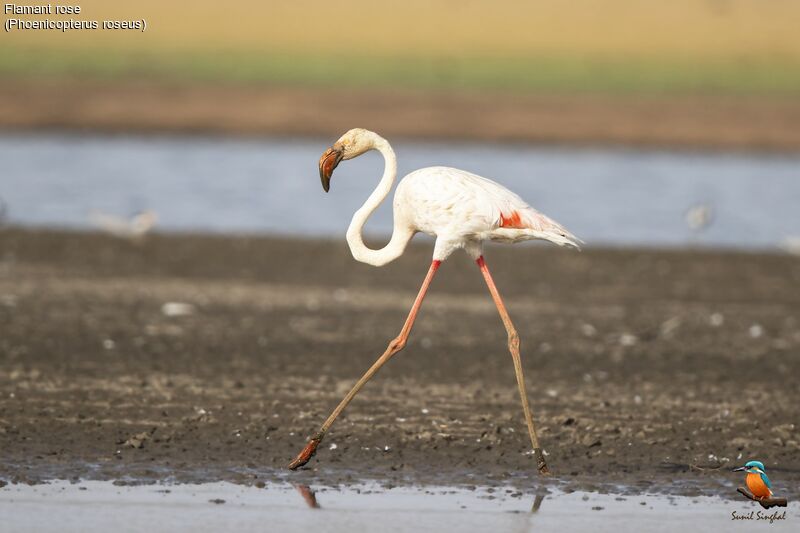 Greater Flamingoadult, identification