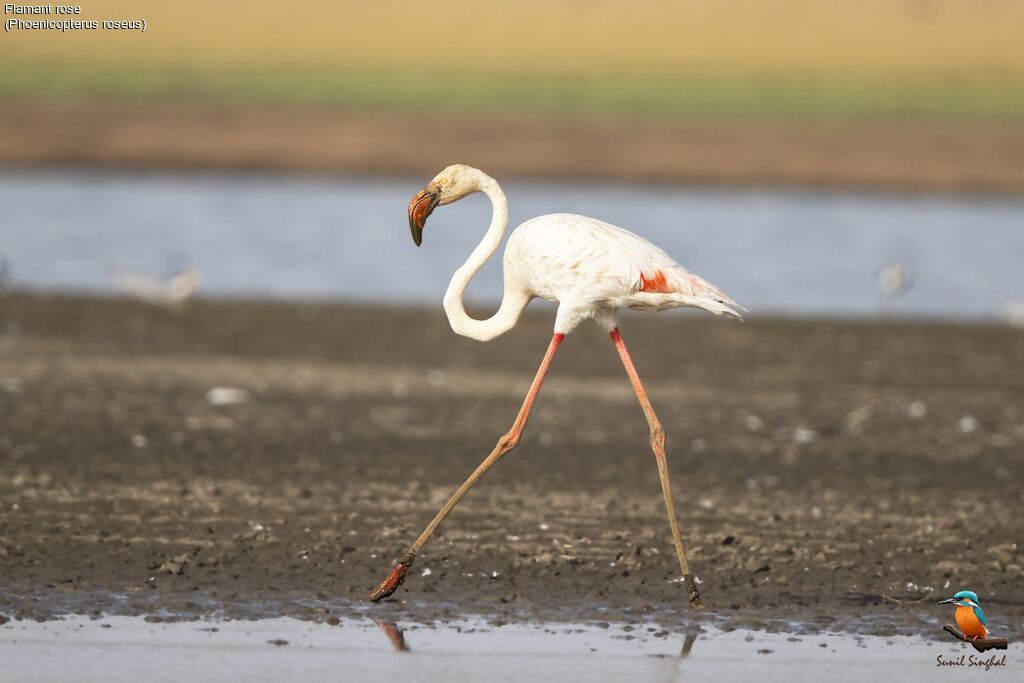 Greater Flamingoadult, identification