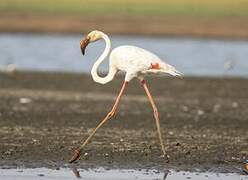 Greater Flamingo