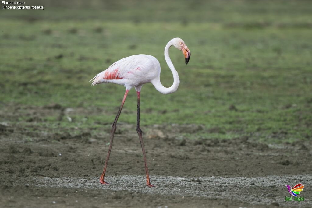 Flamant roseadulte, identification