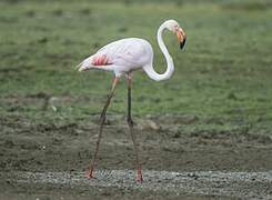 Flamant rose