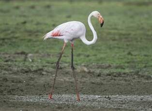 Flamant rose