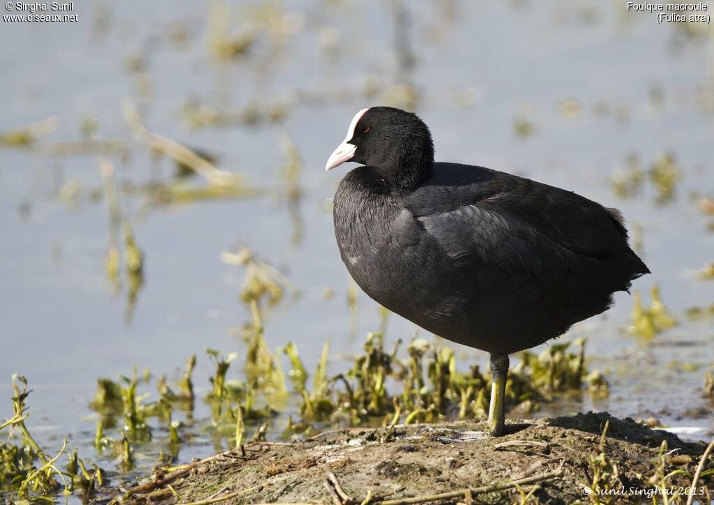 Eurasian Cootadult, identification