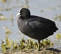 Eurasian Coot