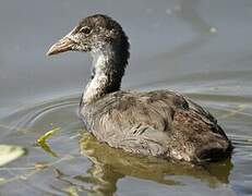 Eurasian Coot