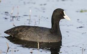 Eurasian Coot