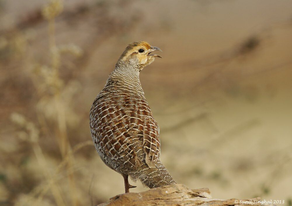 Grey Francolin